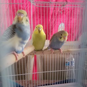 Meet your Posher, Roberto